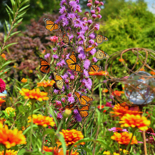 Best Flowers to Attract Butterflies: A Regional Guide for the US