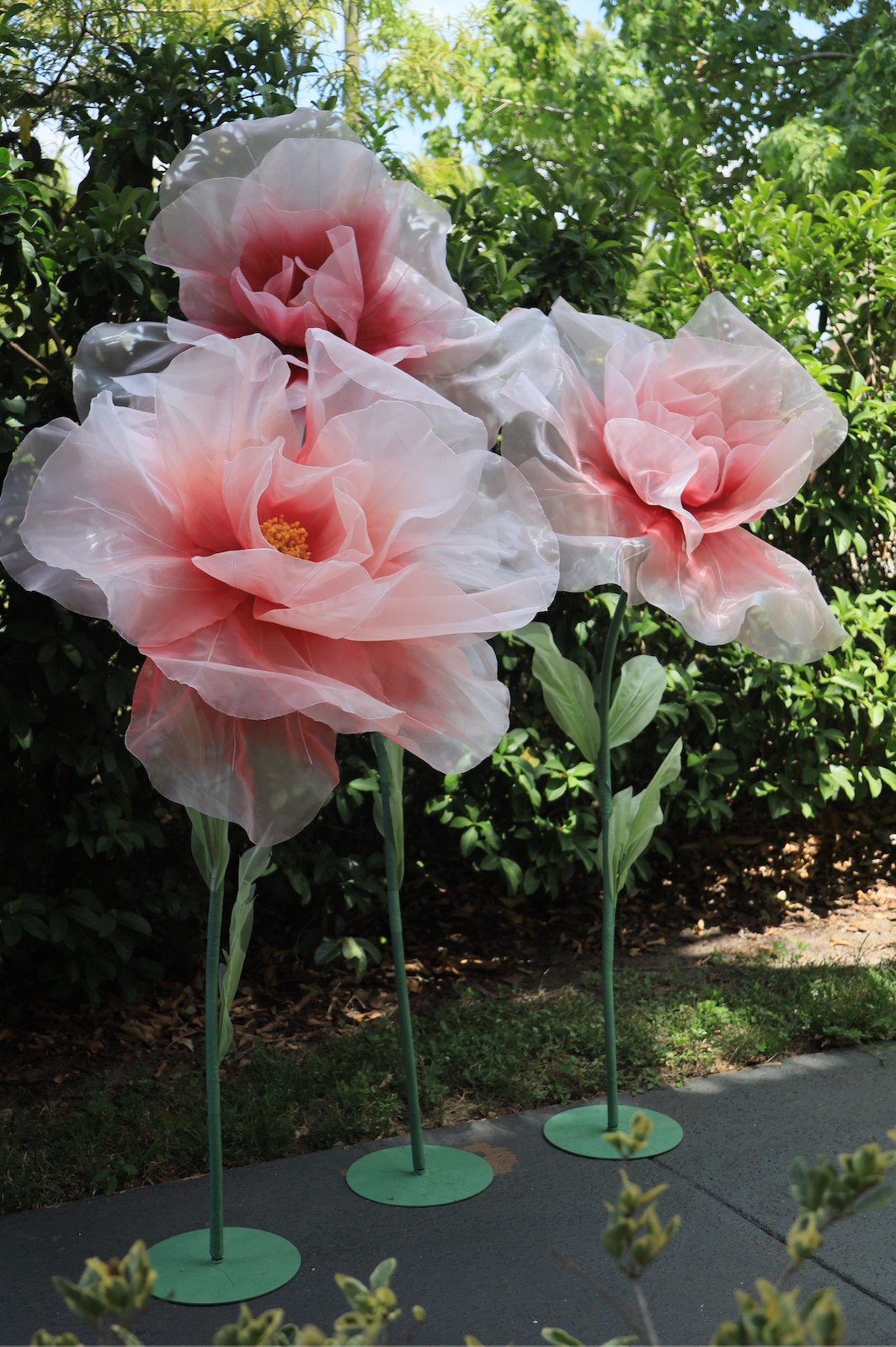 Tender pink Giant Flowers