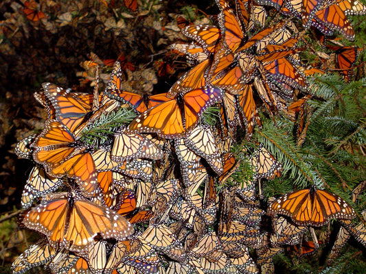 Unveiling Butterfly Miracles: Extraordinary Phenomena in the World of Butterflies in the USA
